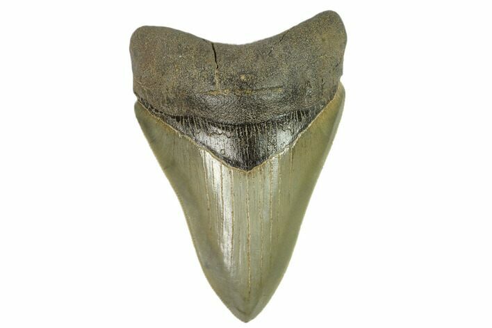 Serrated, Fossil Megalodon Tooth - South Carolina #124199